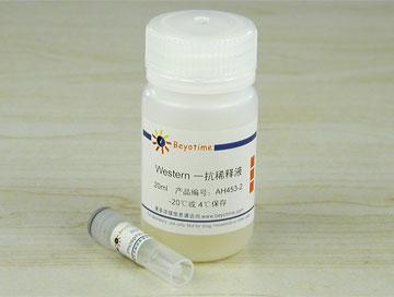 Phospho-Histone H3(Ser10)抗体(小鼠单抗)